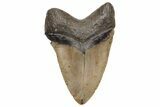 Huge, Fossil Megalodon Tooth - North Carolina #235126-2